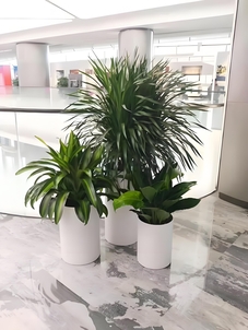 探秘宁波奉化绿植出租公司，开启绿色租赁之旅